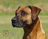 Rhodesian Ridgeback 9P017D-075